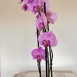 Flora Apartamento