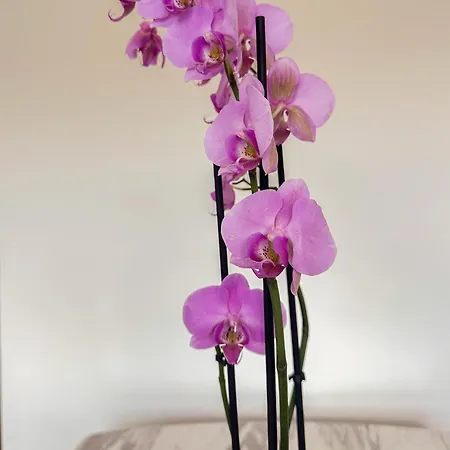 Flora Apartman